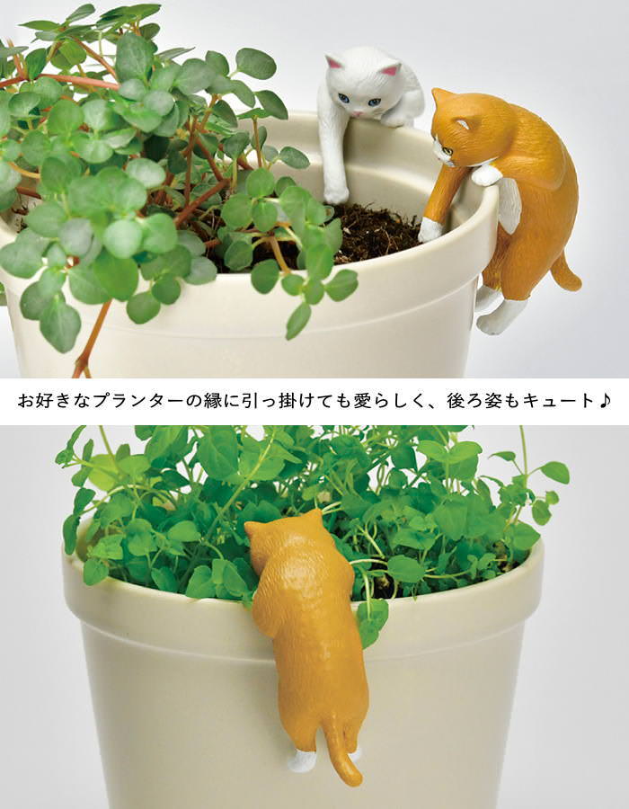 水草 アクアリウム 栽培セット 栽培キット 水草セット ネコ ねこ 園芸