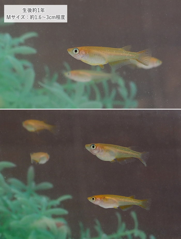 オンラインショッピング 即出荷 めだか メダカ 成魚 Mサイズ 10匹セット 楊貴妃メダカ 楊貴妃めだか ようきひめだか 雄雌混合 オス メス 淡水魚 観賞魚 観賞用 アクアリウム 生体 Aynaelda Com