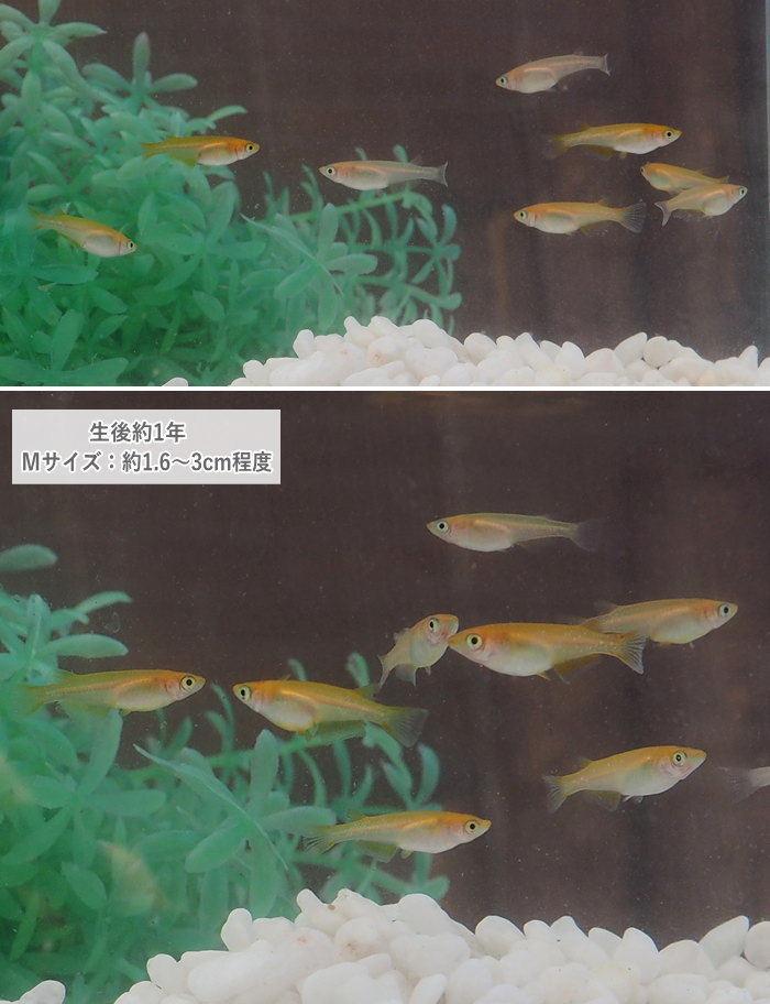 オンラインショッピング 即出荷 めだか メダカ 成魚 Mサイズ 10匹セット 楊貴妃メダカ 楊貴妃めだか ようきひめだか 雄雌混合 オス メス 淡水魚 観賞魚 観賞用 アクアリウム 生体 Aynaelda Com