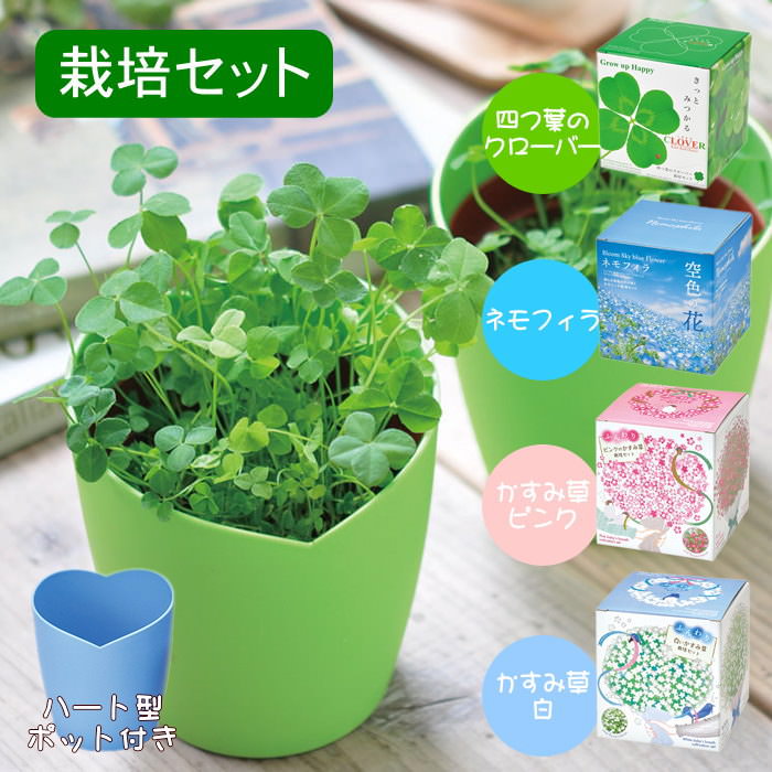 即出荷 栽培セット 栽培キット 室内 花 植物 園芸 ガーデニング 家庭菜園 おしゃれ 子供 | 