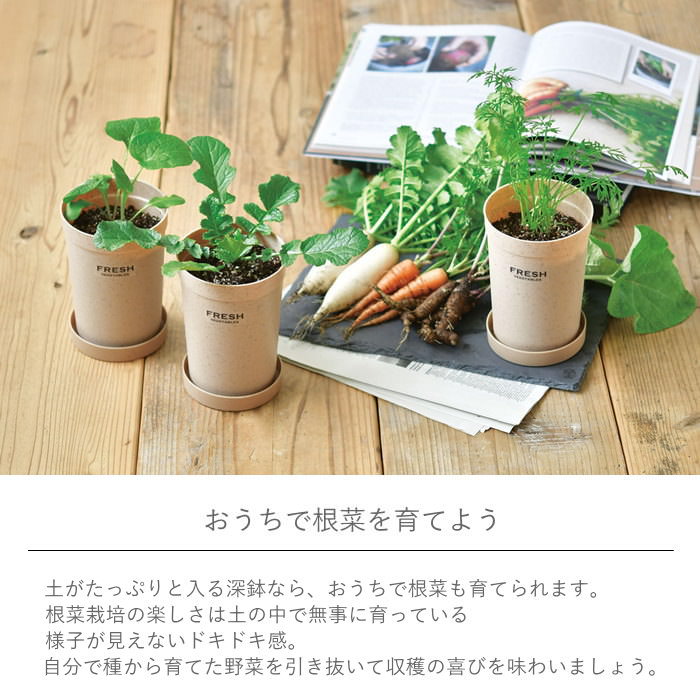 栽培セット 栽培キット 室内 野菜 根菜 園芸...の詳細画像1