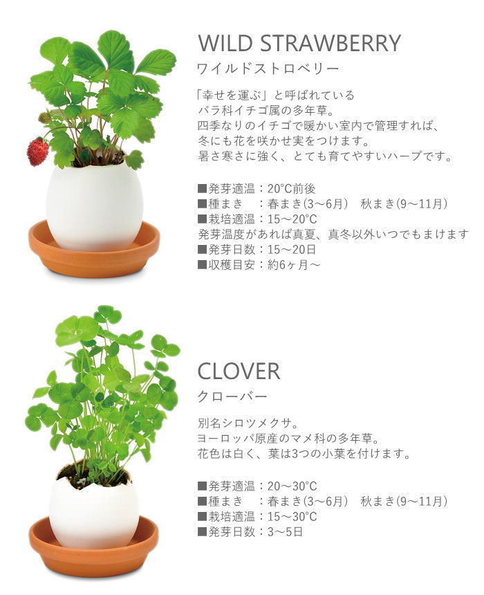 即出荷 栽培セット 栽培キット 室内 ハーブ 園芸 ガーデニング 家庭菜園 おしゃれ 子供 |  | 11