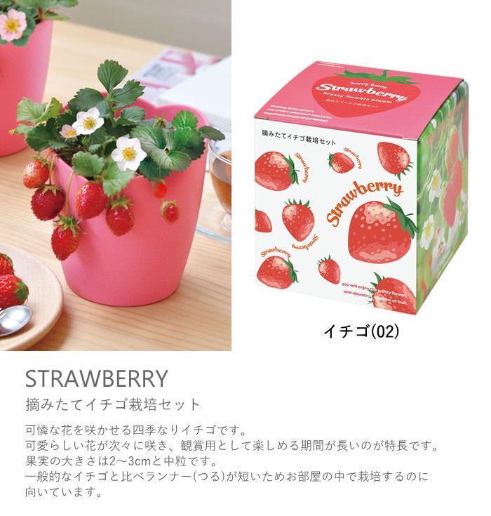 栽培セット 栽培キット 室内 花 植物 園芸 ガーデニング 家庭菜園