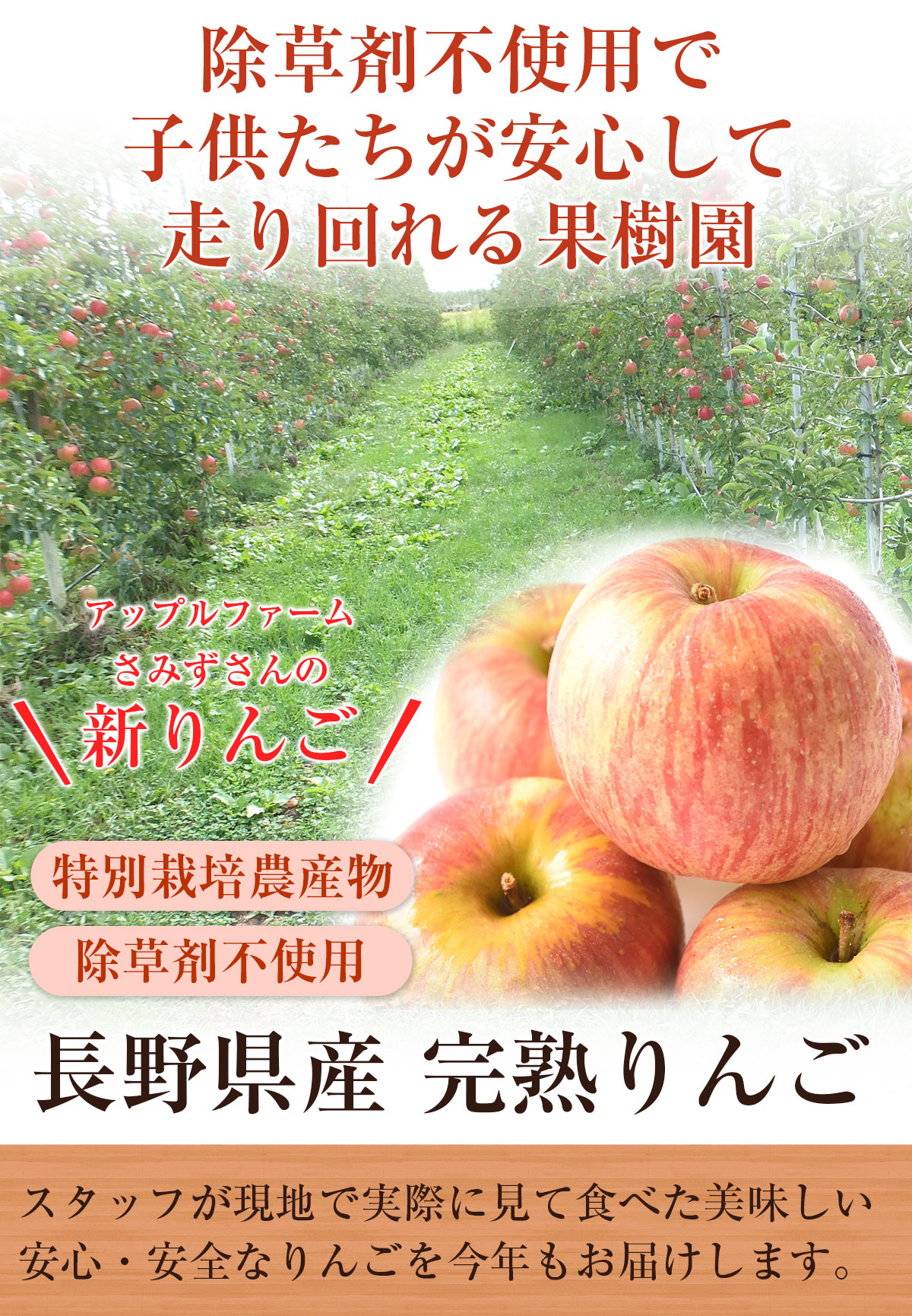 りんご 長野県産 樹上完熟 リンゴ 3kg 訳あり 長野 減農薬 特別栽培農産物 家庭用 ご家庭用 フルーツ 果物 ジュース用