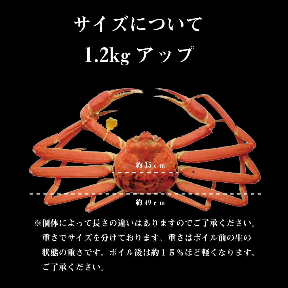 茹で越前がに 1.2kg 1パイ 冷蔵 便 越前ガニ かに カニ 蟹 ズワ イ