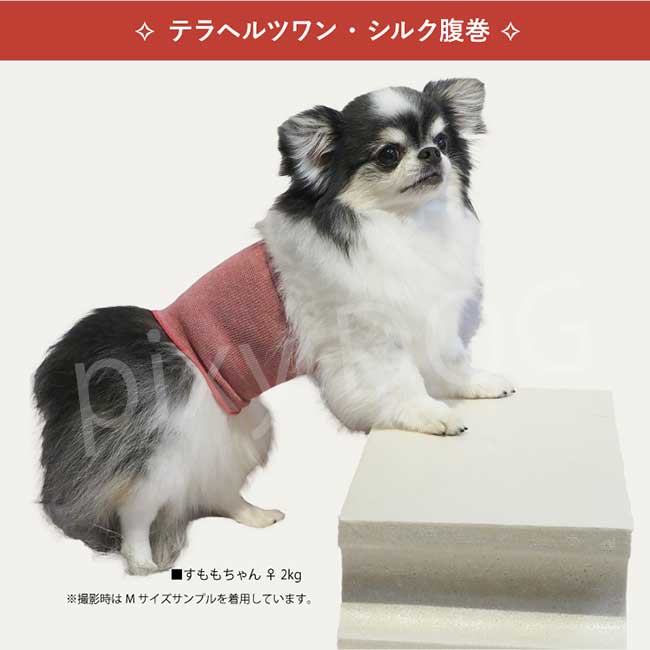 【ネコポス発送可】犬服 クークチュール 2023 秋冬 テラヘルツワン シルク腹巻 ヘルニア 腰痛 防寒 あったか 免疫力 介護 シニア 腹巻 虚弱