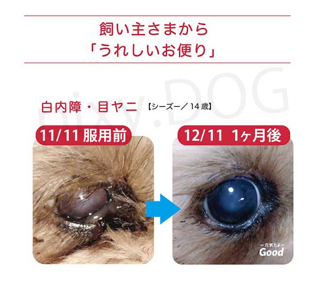 NMNわんにゃんサプリGood 犬猫用 モアリッチ株式会社 おやつ 完全無添加 手作りごはん サプリメント