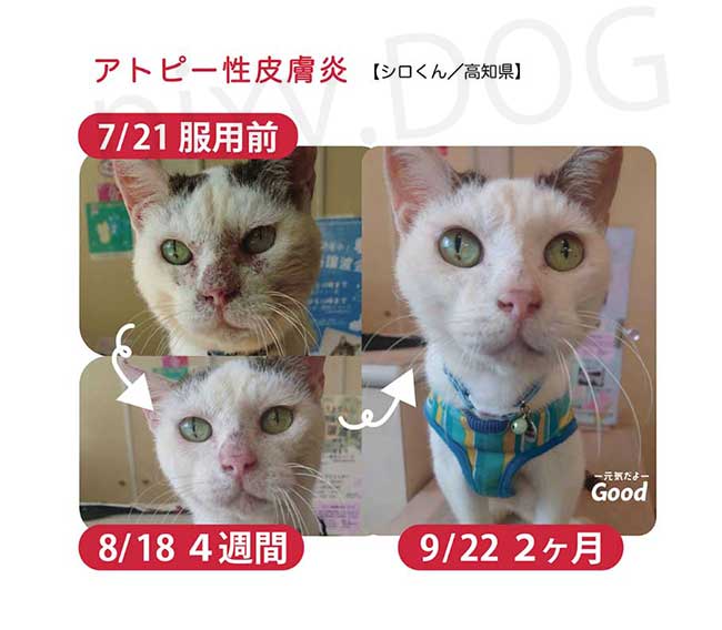 NMNわんにゃんサプリGood 犬猫用 モアリッチ株式会社 おやつ 完全無添加 手作りごはん サプリメント