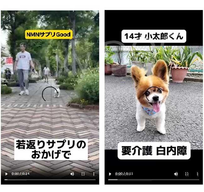 NMNわんにゃんサプリGood 犬猫用 モアリッチ株式会社 おやつ 完全無添加 手作りごはん サプリメント