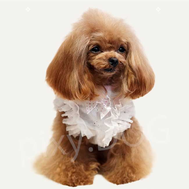 ネコポス発送可】犬服 クークチュール 2026 スーパークール×クール