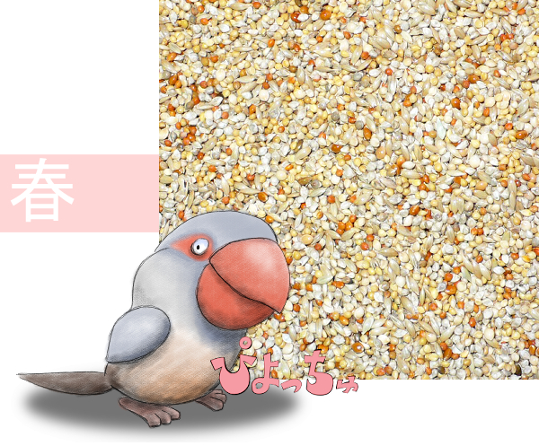 カエデ鳥・文鳥春用ブレンド　500g×2 | 