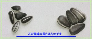 小粒ひまわりと大粒ひまわりの比較
