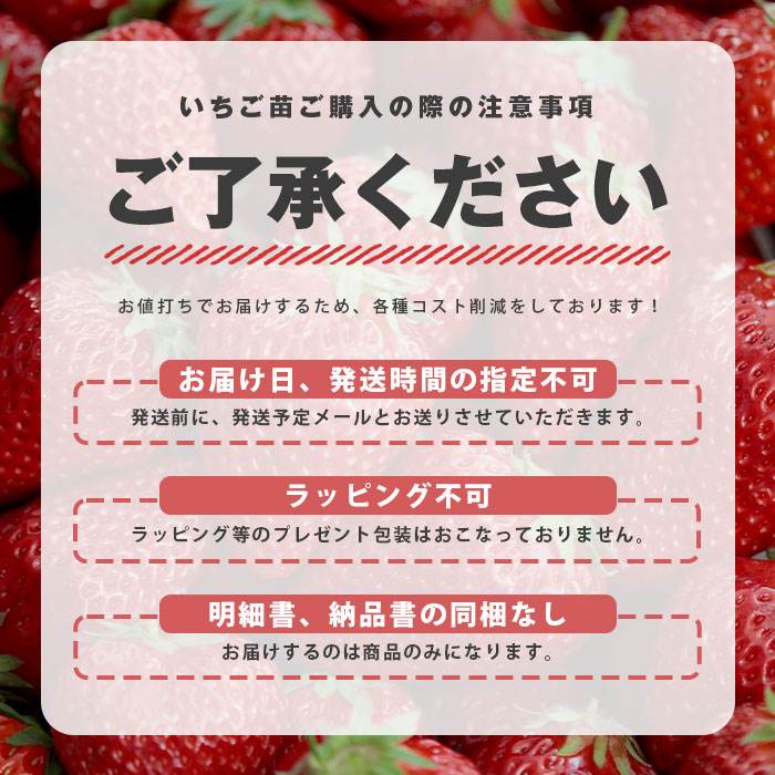 感謝価格】 いちご苗 紅ほっぺ 6株 家庭菜園 イチゴの苗 いちごの苗 べ