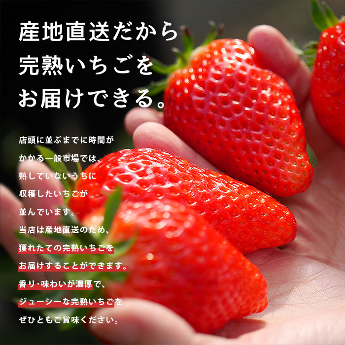 紅ほっぺ いちご イチゴ 苺 570g 18〜30玉入り 2パック 良品 直送 国産 静岡県産 静岡 静岡県 果物 日本産 フルーツ 冷蔵 クール便  取り寄せ 産地直送 農家直送