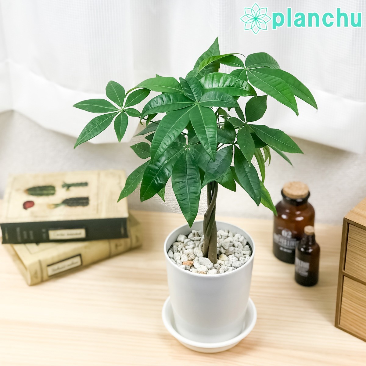 ハーブ 虫除け植物 ローズゼラニウム カコロン 蚊香龍 5号鉢 Pelargonium graveolens 蚊除け ローズゼラニューム 蚊連草 カレンソウ :760012:プランチュ Yahoo!店 - 通販 - Yahoo!ショッピング ハーブ 虫除け植物 ローズゼラニウム カコロン 蚊香龍 5号鉢 Pelargonium graveolens 蚊除け ローズゼラニューム 蚊連草 カレンソウ :760012:プランチュ Yahoo!店 - 通販 - Yahoo!ショッピング
