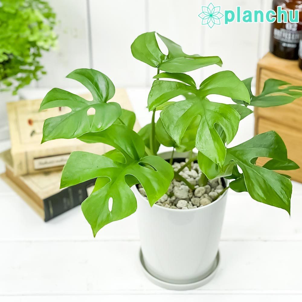 ハーブ 虫除け植物 ローズゼラニウム カコロン 蚊香龍 5号鉢 Pelargonium Graveolens 蚊除け ローズゼラニューム 蚊連草 カレンソウ プランチュ Yahoo 店 通販 Yahoo ショッピング