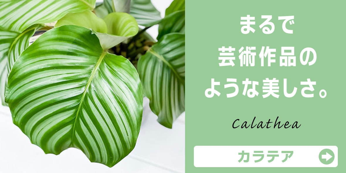 観葉植物専門店 プランチュ Yahoo!店