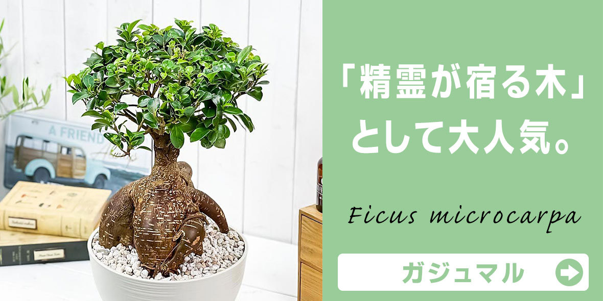 観葉植物専門店 プランチュ Yahoo!店