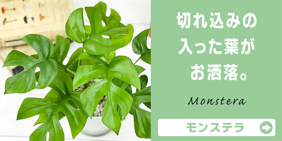 観葉植物専門店 プランチュ Yahoo!店