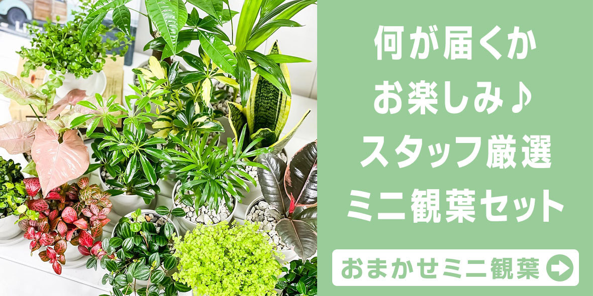 観葉植物専門店 プランチュ Yahoo!店