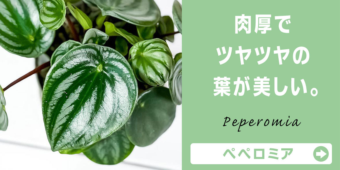 観葉植物専門店 プランチュ Yahoo!店