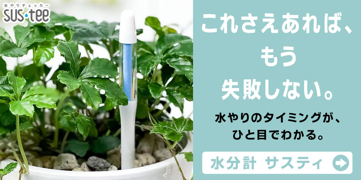 観葉植物専門店 プランチュ Yahoo!店