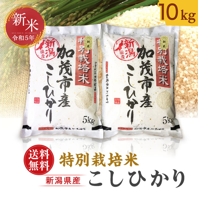 令和5年度産 新米 新潟県 加茂産 特別栽培米 こしひかり 10kg 特別栽培