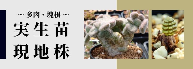 タイトル画像