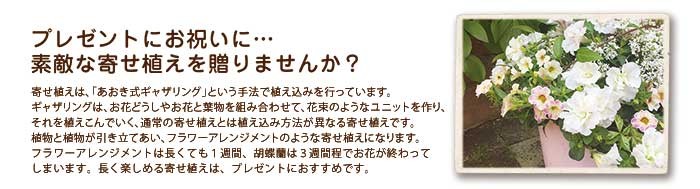 青木式ギャザリングの寄せ植え