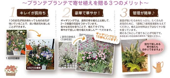 プランテプランテの寄せ植えの3つのメリット