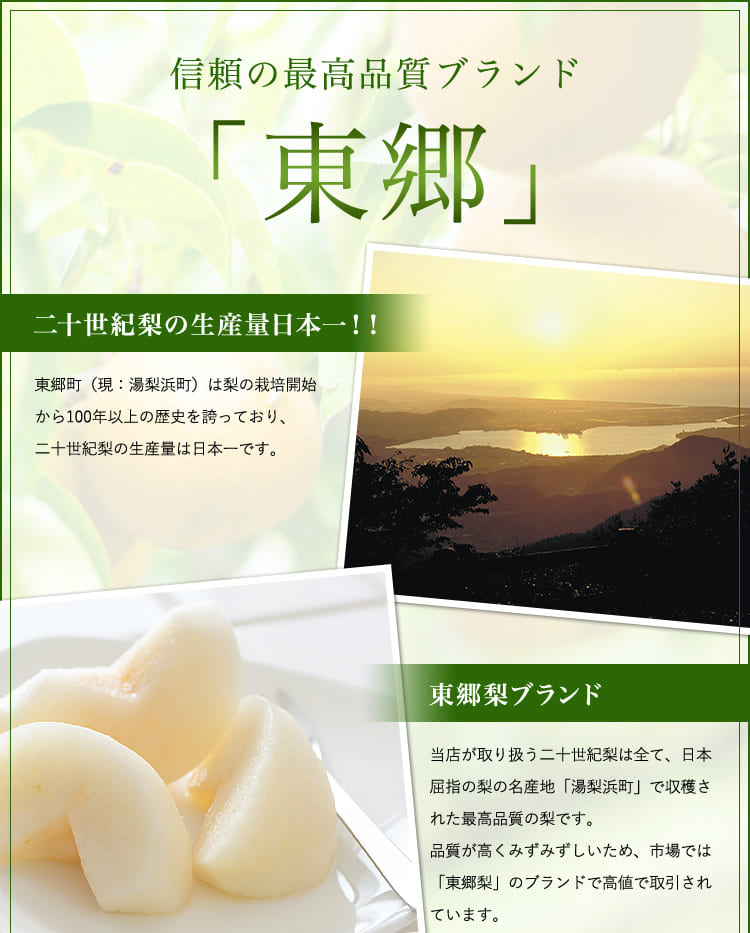 二十世紀梨 鳥取県 美味・熟っと梨 5kg 3L(12〜14玉）大玉 ご