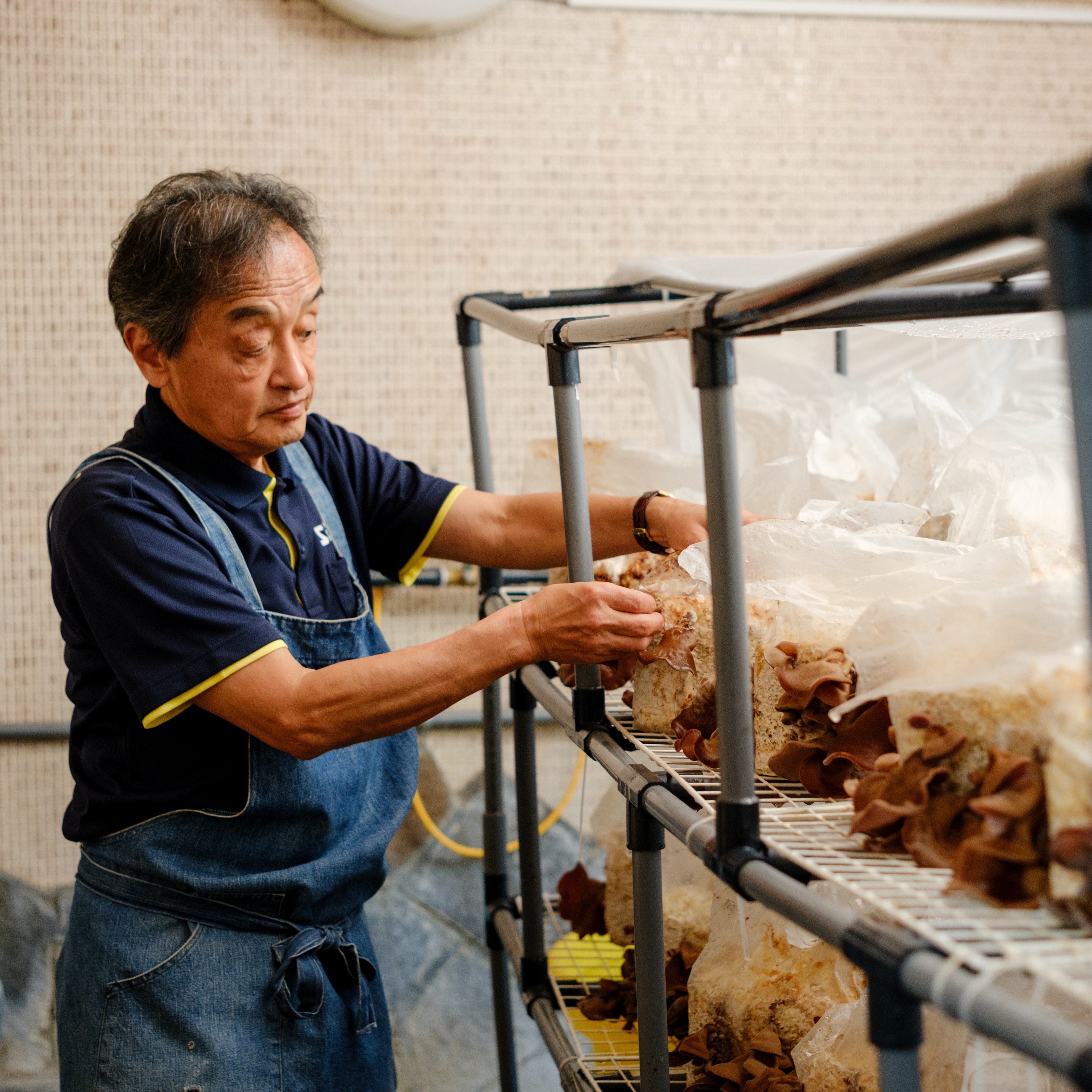 きくらげ 国産 乾燥きくらげ 三朝喜くらげ 20g 3袋セット 温泉地熱栽培 