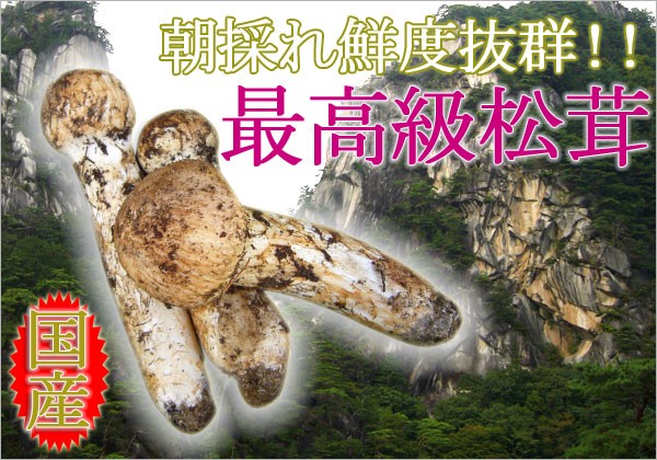松茸 国産 マツタケ 朝採れ 新鮮 山梨県産 日本 国産まつたけ