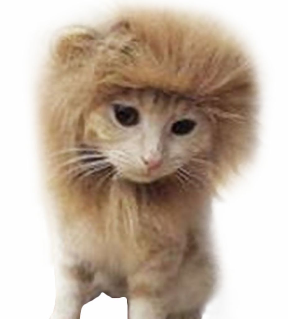 ペット用 コスプレ ライオン かぶり物 帽子 愛猫用 愛犬用 ライオンのかぶり物 たてがみ コスプレグッズ ペット用品 ネコ用品 イヌ用品 ねこちゃん 6orox14n プラスナオyahoo 店 通販 Yahoo ショッピング
