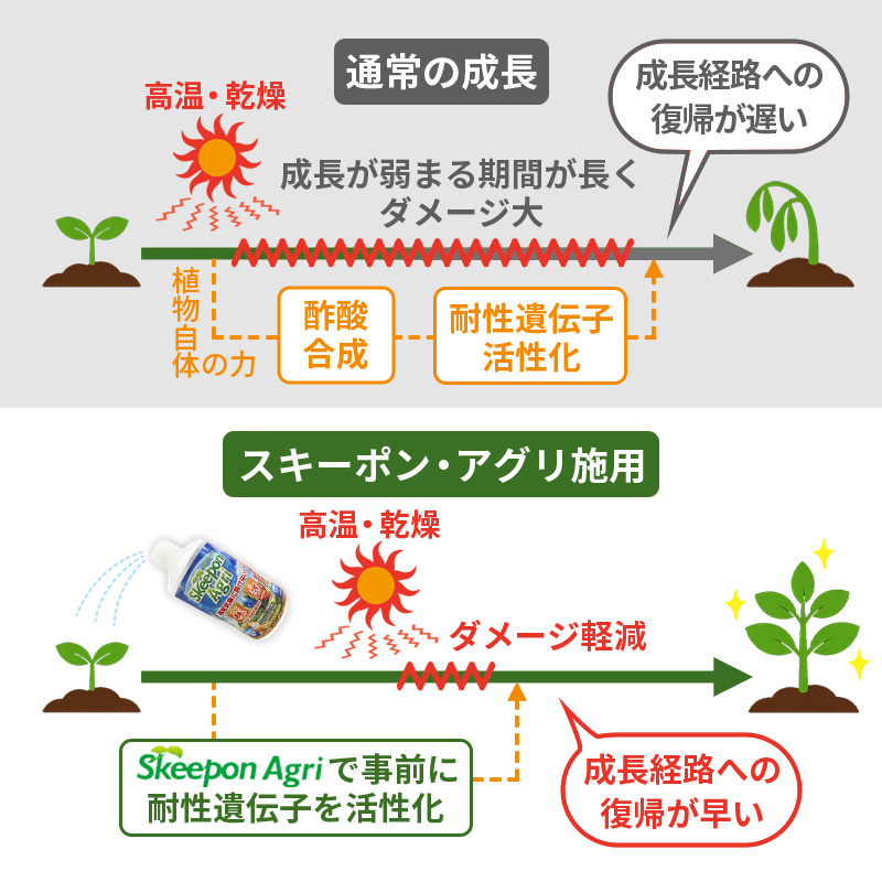 スキーポンアグリ1l