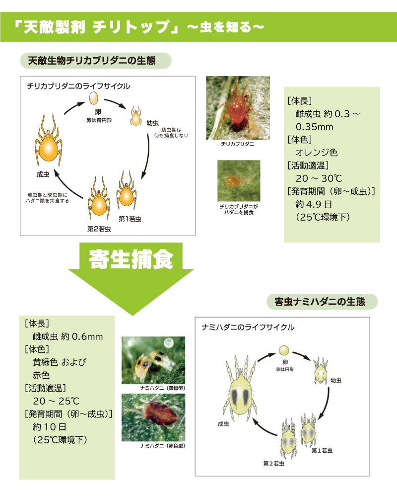 チリトップ 