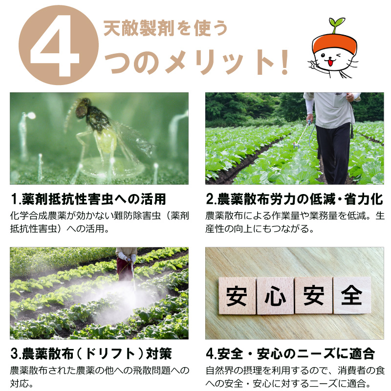 コレトップ・ミヤコトップ