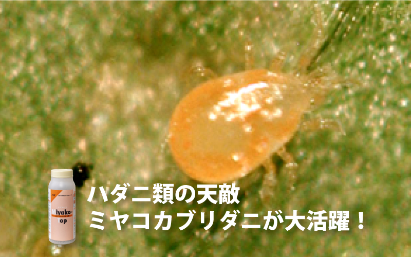 コレトップ・ミヤコトップ