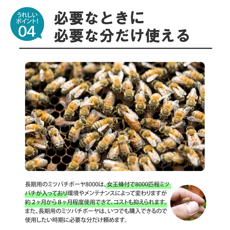 ミツバチ 受粉用 ミツバチボーヤ8000 長期 交配用 女王蜂付 蜜蜂 8000匹 花粉 交配 授粉 スイカ メロン ピーマン ナス イチゴ 西岡養蜂園  タS 代引不可 : 26686 : プラスワイズ業者用専門店 - 通販 - Yahoo!ショッピング