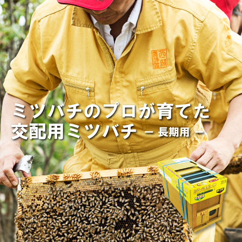 ミツバチ 受粉用 ミツバチボーヤ6000 長期 交配用 女王蜂付 蜜蜂 6000