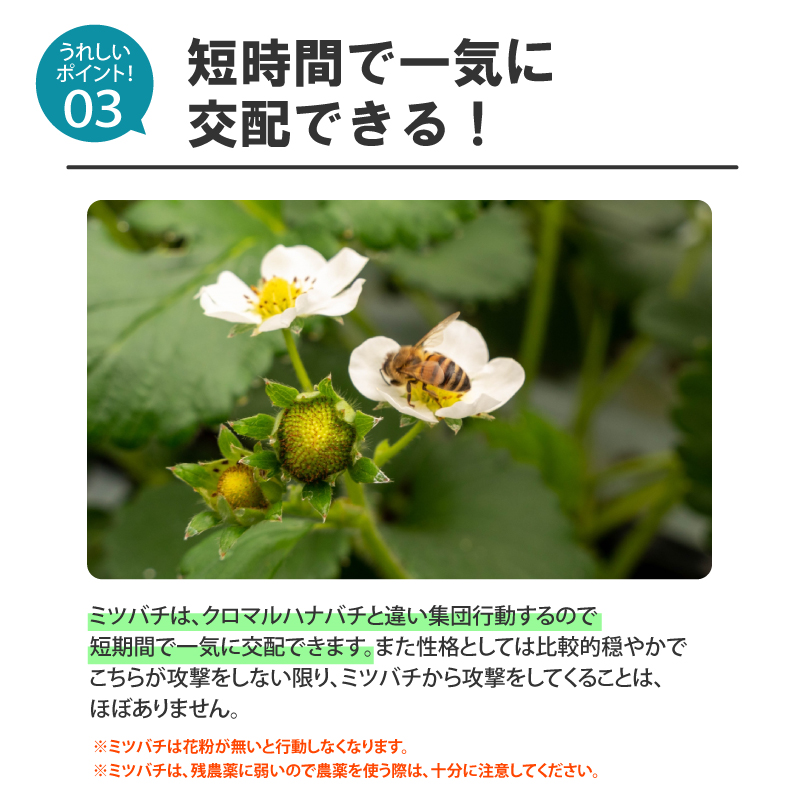 ミツバチ 受粉用 ミツバチボーヤ4000 長期 交配用 女王蜂付 蜜蜂 4000匹 花粉 交配 授粉 スイカ メロン ピーマン ナス イチゴ 西岡養蜂園  タS 代引不可 : 26688 : プラスワイズ業者用専門店 - 通販 - Yahoo!ショッピング