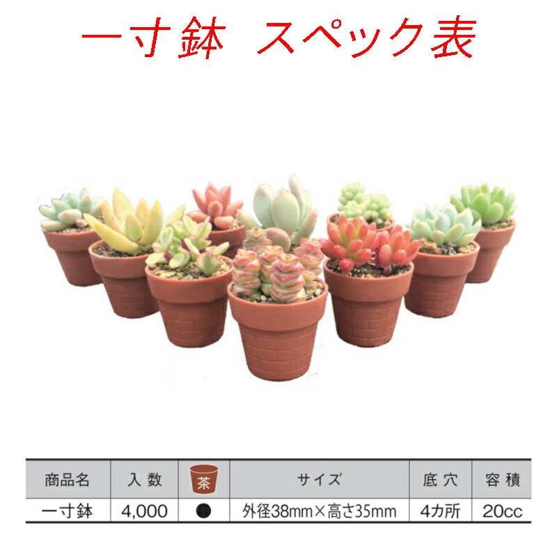 4000個 一寸鉢 茶 ポット 鉢 コンパクト おしゃれ 多肉植物 日本ポリ鉢