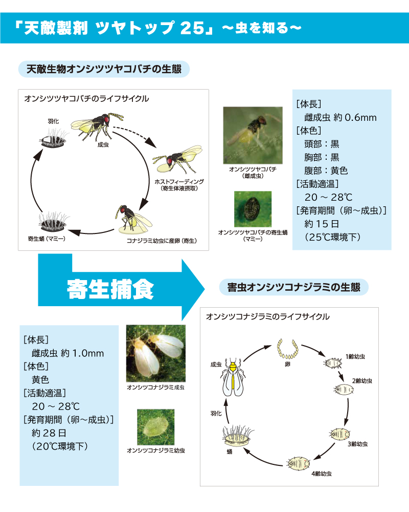 ツヤトップ25