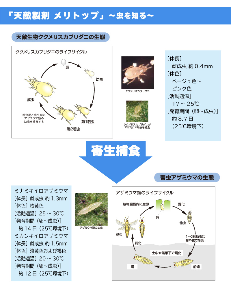 メリトップ 