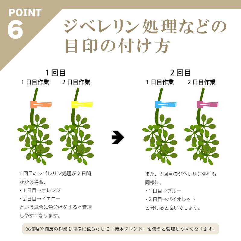 200個接木フレンドブルー