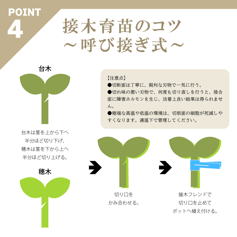 200個接木フレンドブルー