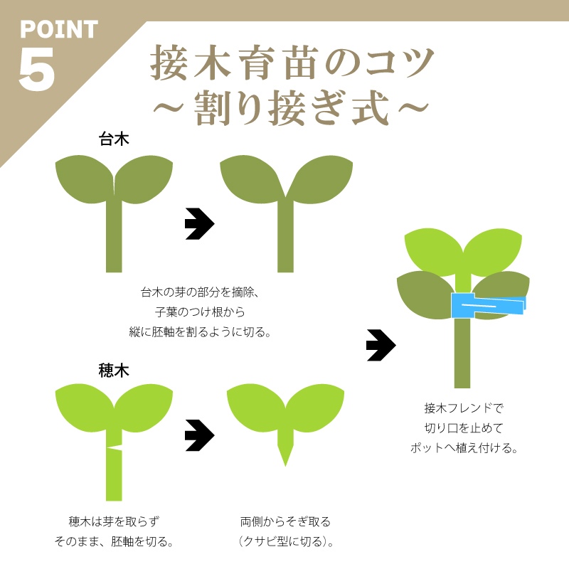 200個接木フレンドブルー