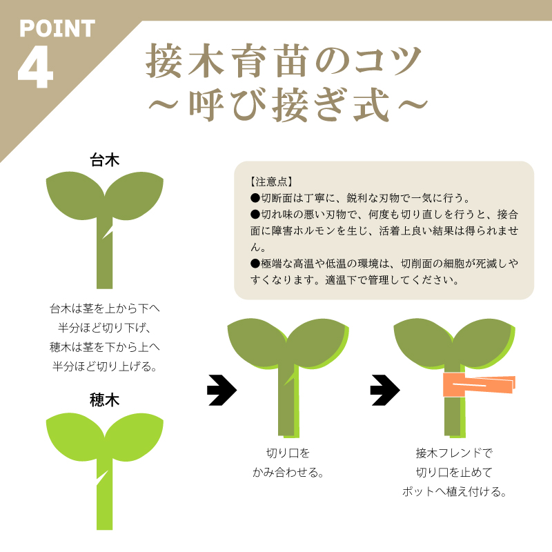 200個接木フレンドオレンジ