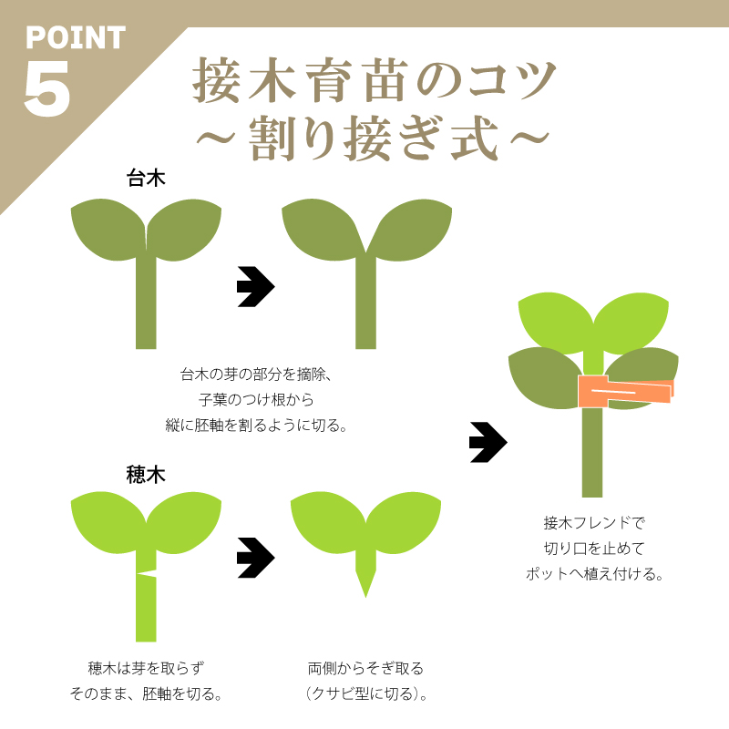 200個接木フレンドオレンジ