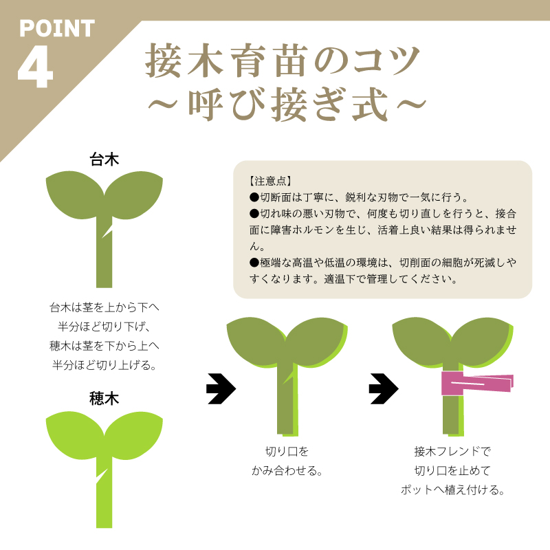 200個接木フレンドバイオレット